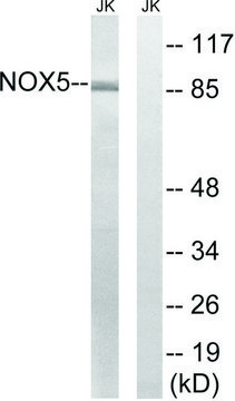 Anti-NOX5, antibody produced in rabbit
