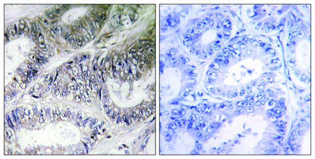 Anti-COX19 antibody produced in rabbit