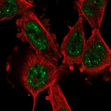 Anti-CCNL1 antibody produced in rabbit