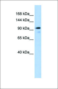Anti-AMOTL1 antibody produced in rabbit