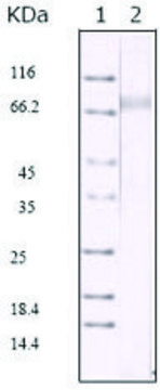 Monoclonal Anti-KSHV ORF45 antibody produced