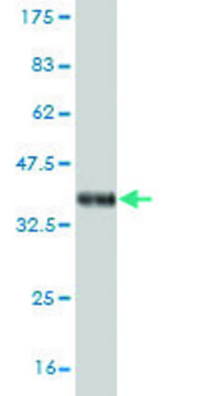 ANTI-NEUROG1 antibody produced in mouse