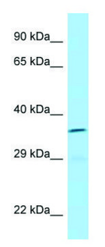 Anti-ICOSLG (C-terminal) antibody produced in