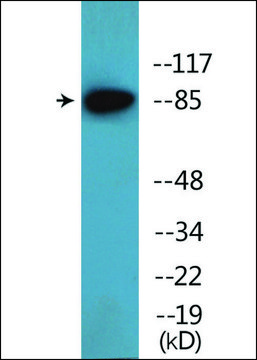 Anti-phospho-ATRIP (pSer²²?) antibody produced in