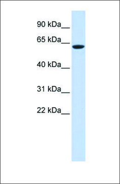 Anti-LINGO4 antibody produced in rabbit