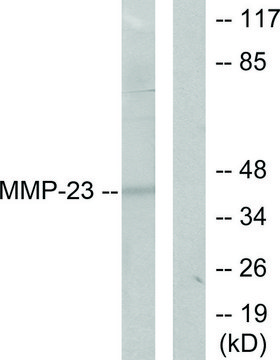 Anti-MMP-23 antibody produced in rabbit