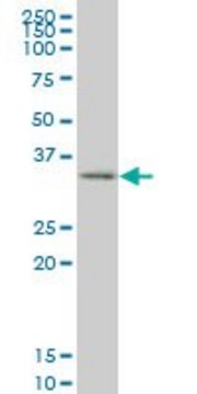 ANTI-SIX3 antibody produced in mouse