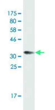 Monoclonal Anti-STAR antibody produced in