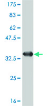 Monoclonal Anti-SNAPC5 antibody produced in
