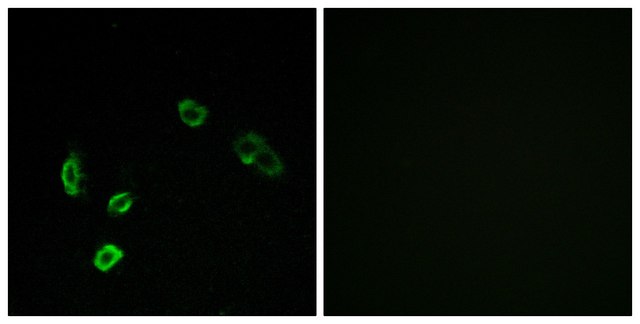 Anti-OR5H15 antibody produced in rabbit