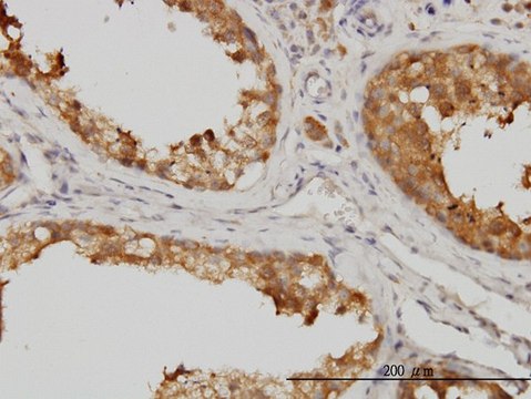 Monoclonal Anti-MAPK13 antibody produced in