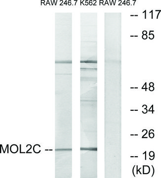 Anti-MOL2C antibody produced in rabbit