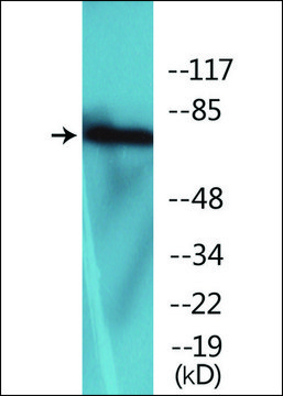 Anti-phospho-LIMK2 (pThr???) antibody produced in