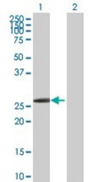 Anti-HOXB1 antibody produced in rabbit