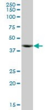 Anti-ACTR10 antibody produced in mouse