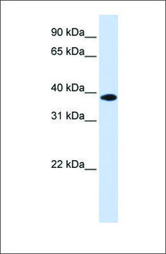 Anti-GPD1L antibody produced in rabbit