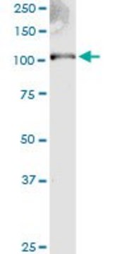Monoclonal Anti-EXT2 antibody produced in
