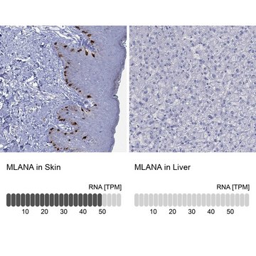Anti-MLANA antibody produced in rabbit