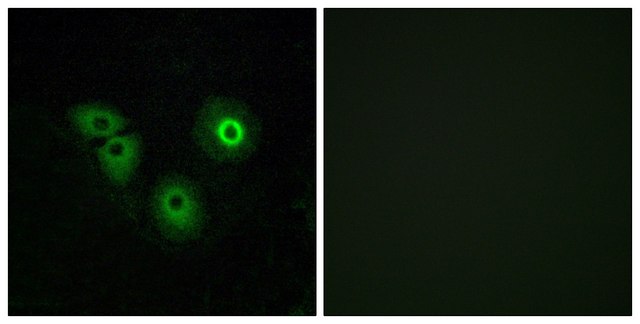 Anti-OR4A15 antibody produced in rabbit