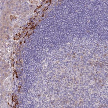 Anti-SUSD1 antibody produced in rabbit
