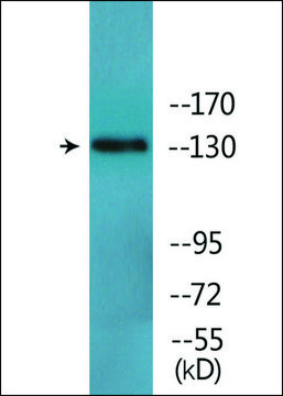 Anti-phospho-IRS-1 (pTyr???) antibody produced in
