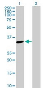Anti-TYMS antibody produced in rabbit
