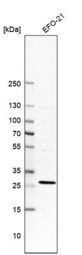Anti-RIT1 antibody produced in rabbit