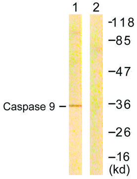 Anti-CASP9 antibody produced in rabbit
