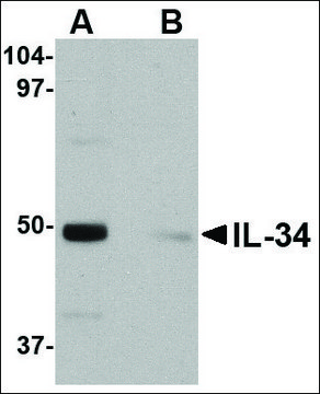 Anti-IL-34 (ab2) antibody produced in