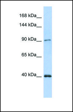 Anti-POLK antibody produced in rabbit