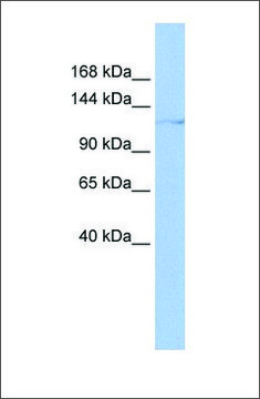 Anti-HLTF antibody produced in rabbit