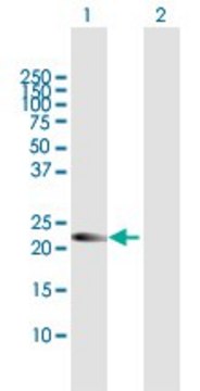 Anti-AMN1 antibody produced in mouse