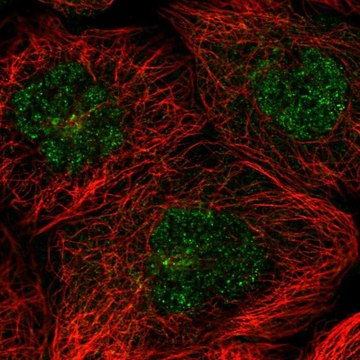 Anti-FAM217B antibody produced in rabbit