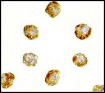 Anti-DNAL1 antibody produced in rabbit