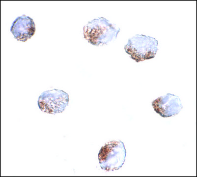 Anti-GNPDA2 antibody produced in rabbit