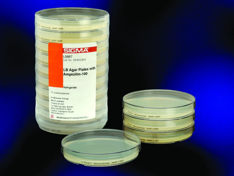 LB Agar Plates