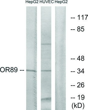 Anti-OR89 antibody produced in rabbit