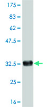ANTI-FOXL1 antibody produced in mouse