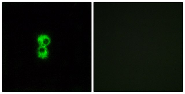 Anti-OR1D4 antibody produced in rabbit