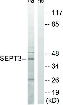 Anti-SEPT3 antibody produced in rabbit