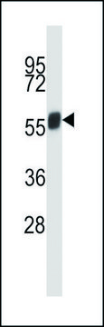 ANTI-MOUSE NEK3 (C-TERM) antibody produced
