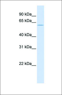 Anti-ZNF703 (ab1) antibody produced in