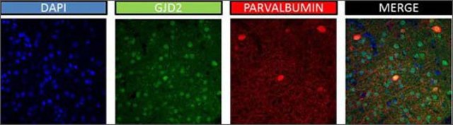 Anti-GJD2 antibody produced in rabbit