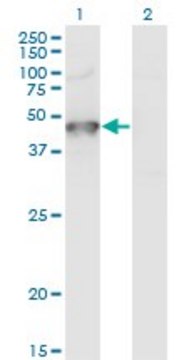 Monoclonal Anti-GRINL1A, (C-terminal) antibody produced