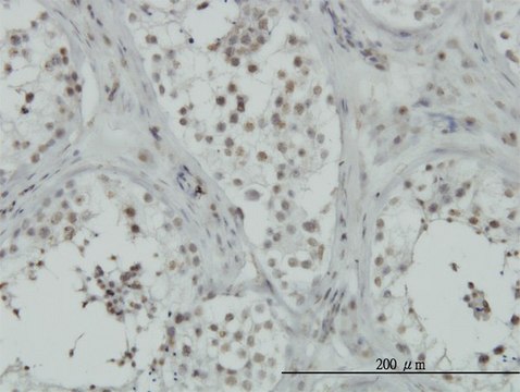 Monoclonal Anti-C15orf15 antibody produced in