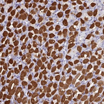 Anti-PEX10 antibody produced in rabbit