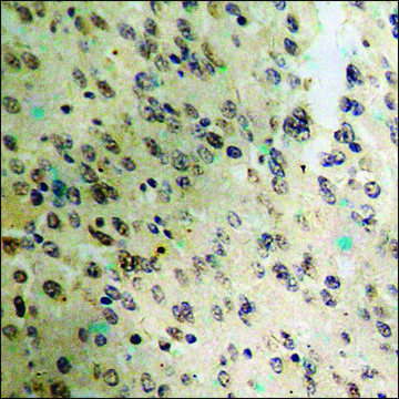 Anti-phospho-JunB (pSer²??) antibody produced in