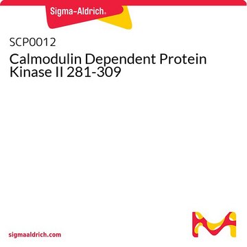 Calmodulin Dependent Protein Kinase II