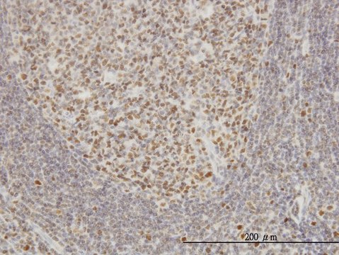 Monoclonal Anti-EPSTI1 antibody produced in