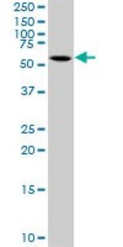 Anti-CEP55 antibody produced in rabbit